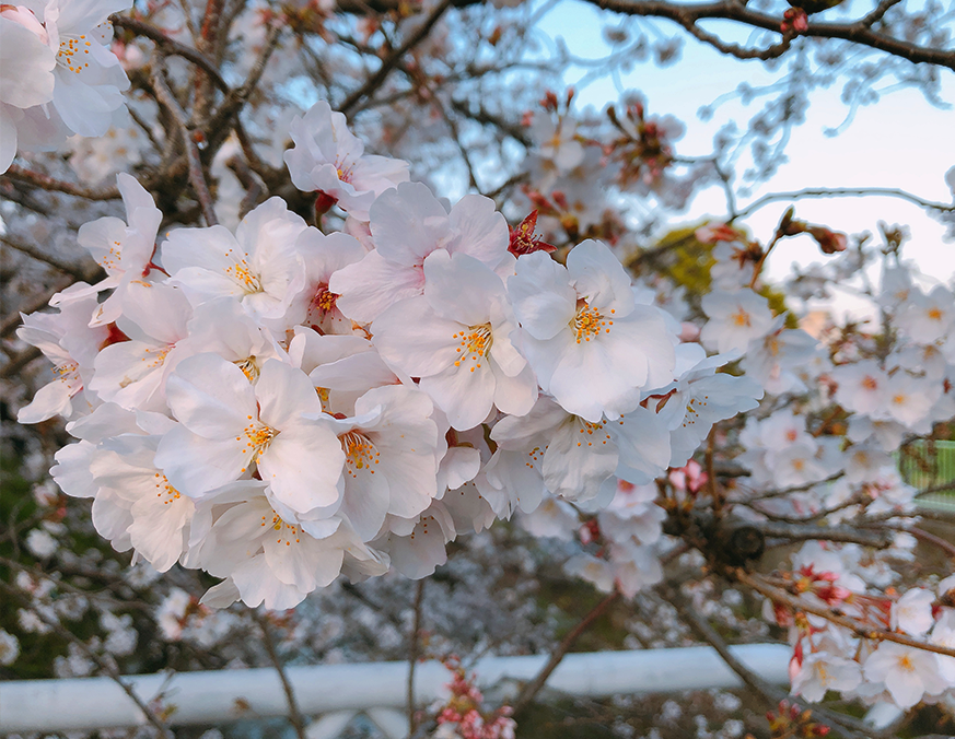 導入路に“桜”が咲きました！